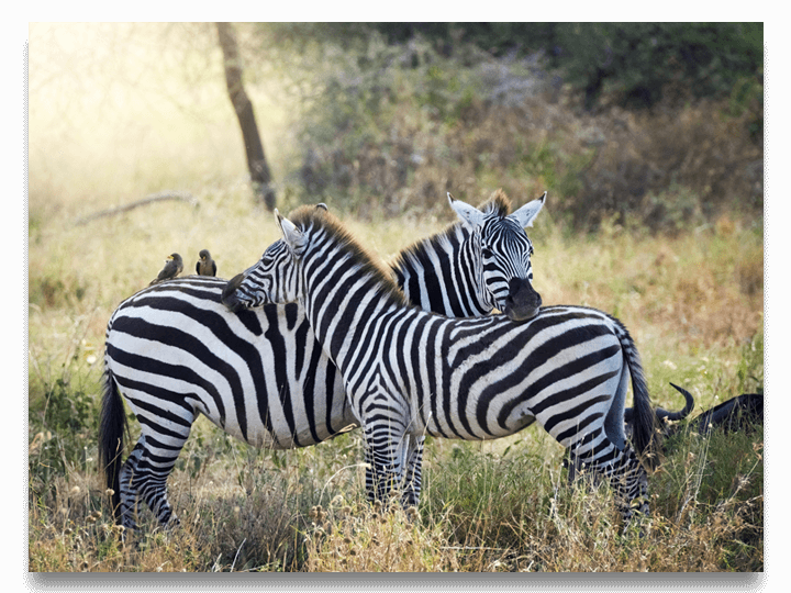 wildlife, africa, tanzania, safari, ngorongoro, tanangire, serengetti, great migration
