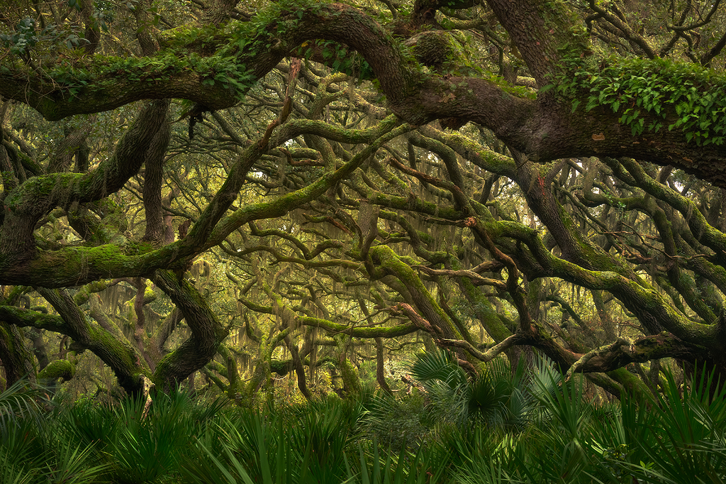 cumberland island, georgia, landscape, photography, photos